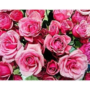 Pink Roses  11 x 14 print